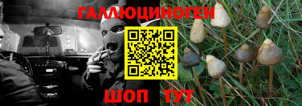 Псилоцибиновые грибы Psilocybine cubensis  Вход с VPN  Вольск 